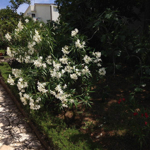 Apartman Ana Omi&scaron;alj, Villa Kamik in Kostrena & Apartment Ana in Omi&scaron;alj auf Krk, Kroatien Omi&scaron;alj